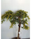 Juniperus communis Goldschatz on shtamb купить